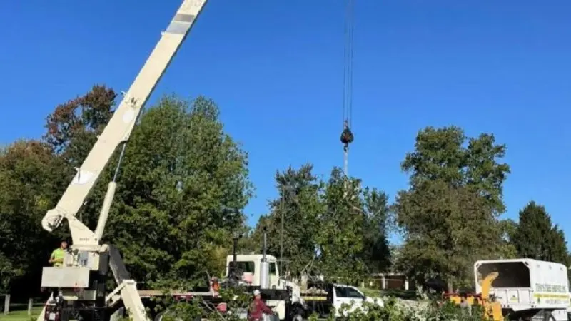 Tree Removal