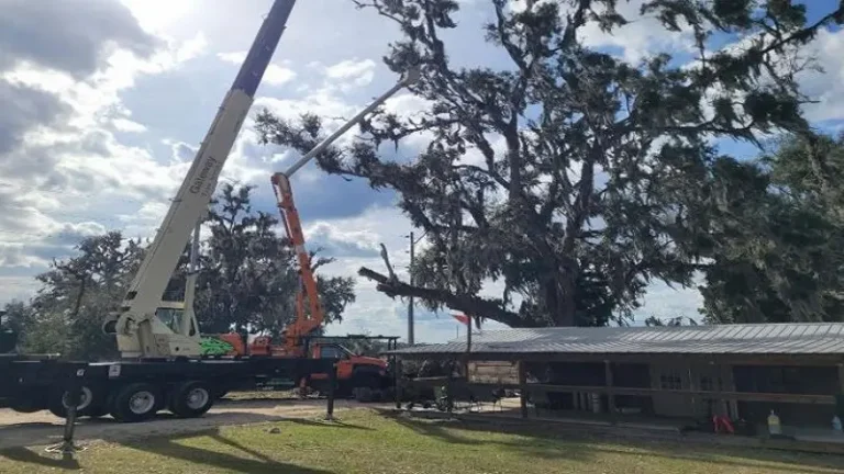 Tree Service