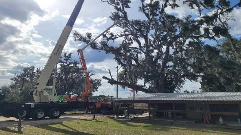 Tree Service