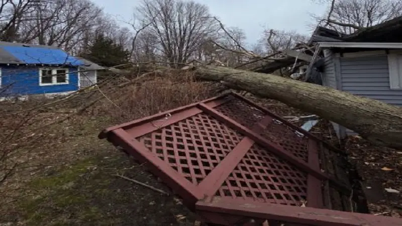 Hazardous Trees