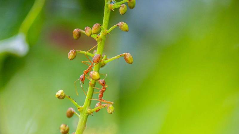 How to Keep Ants Out of Your Home Without Losing Your Mind
